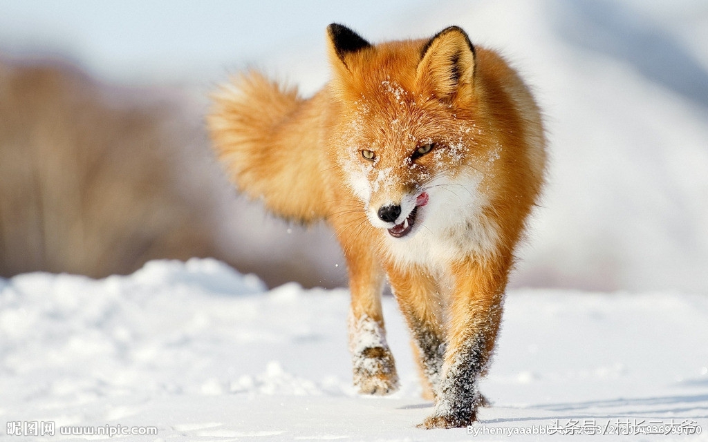 民间故事：狐狸的复仇