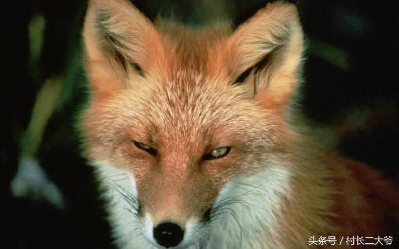 民间故事：狐狸的复仇