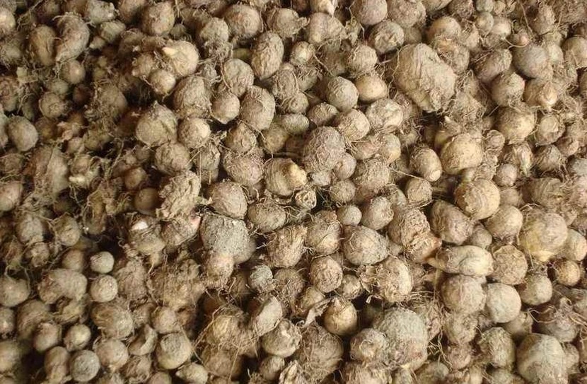 半夏比如说生半夏用量就在3到9克，而这些有毒的中药经过炮制以后就可以