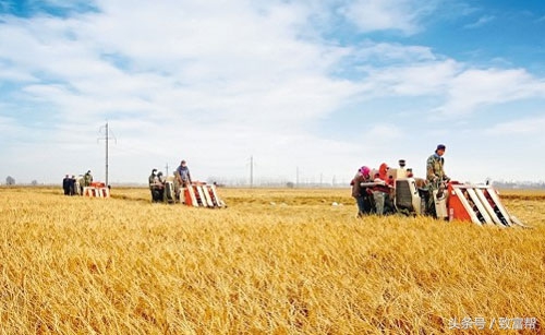 种地拿不到补贴怎么办？你的承包协议应该这样写！
