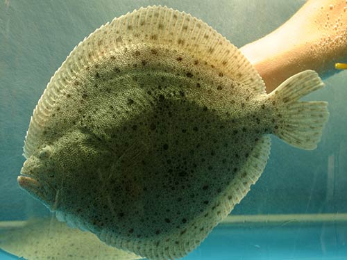 海鱼种类有哪些中国人常吃的10种海鱼推荐