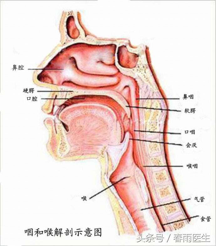 舌根淋巴滤泡增生是怎么回事(咽炎反复发作) - 摸索网