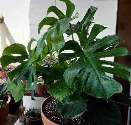 甲醛治理方法有哪些步骤20