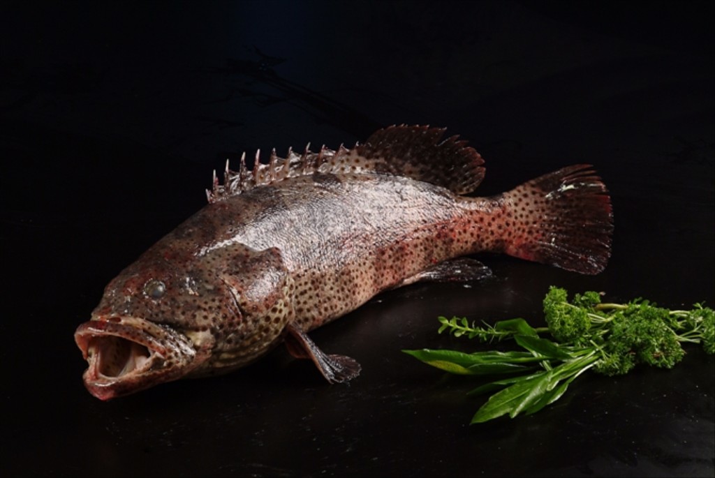 海鱼种类有哪些中国人常吃的10种海鱼推荐