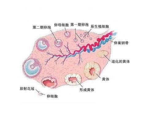 不孕不育妈妈的福音，试管婴儿全程揭秘，看着真疼，当妈妈不容易