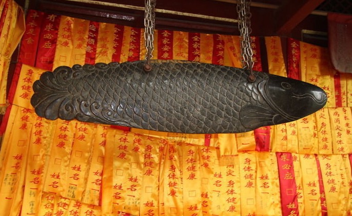 潭柘寺石鱼怎么养详细介绍「专业回答」 -骁龙网