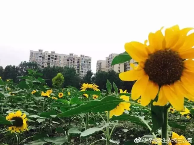 川大锦城！拥有7大食堂1条小吃街的美食帝国！