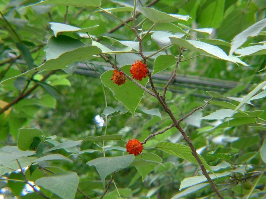 楮实子到底能不能壮筋骨,助阳气,补虚劳?