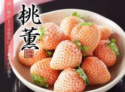 每斤300元，这些草莓品种为什么会卖出天价？