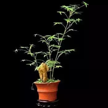 凤尾竹和散尾葵哪个好（详解2种植物的优缺点）