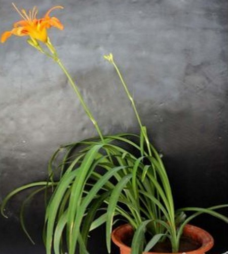 忘忧草花语是什么意思萱草花的花语和寓意