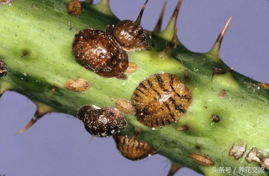 常见这5种害虫都杀不死，难怪养花年年长虫