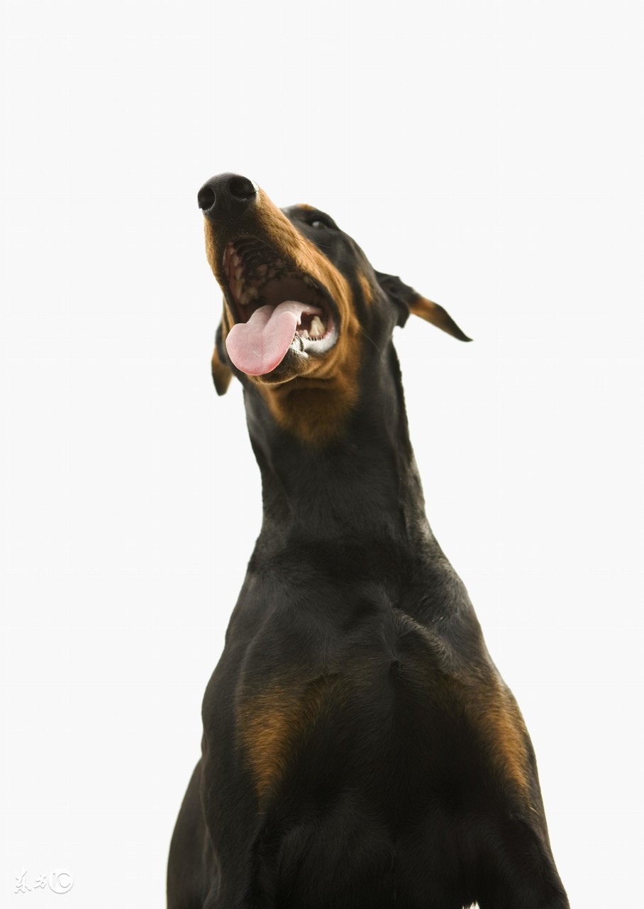 世界名犬——杜宾犬（Dobermann）