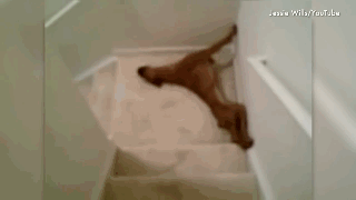 你绝对没看过的狗狗各种下楼梯方式！最后一只也太厉害了吧
