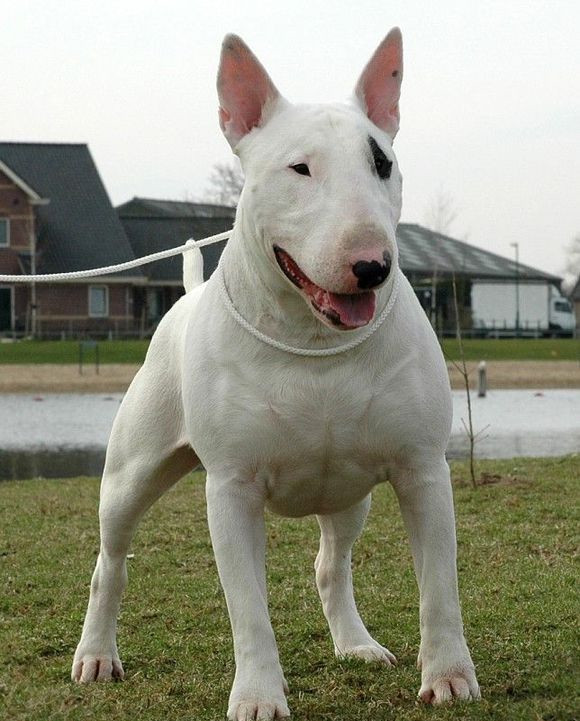 俄羅斯高加索悍猛的大塊頭護衛犬,體形在猛犬中數一數二.