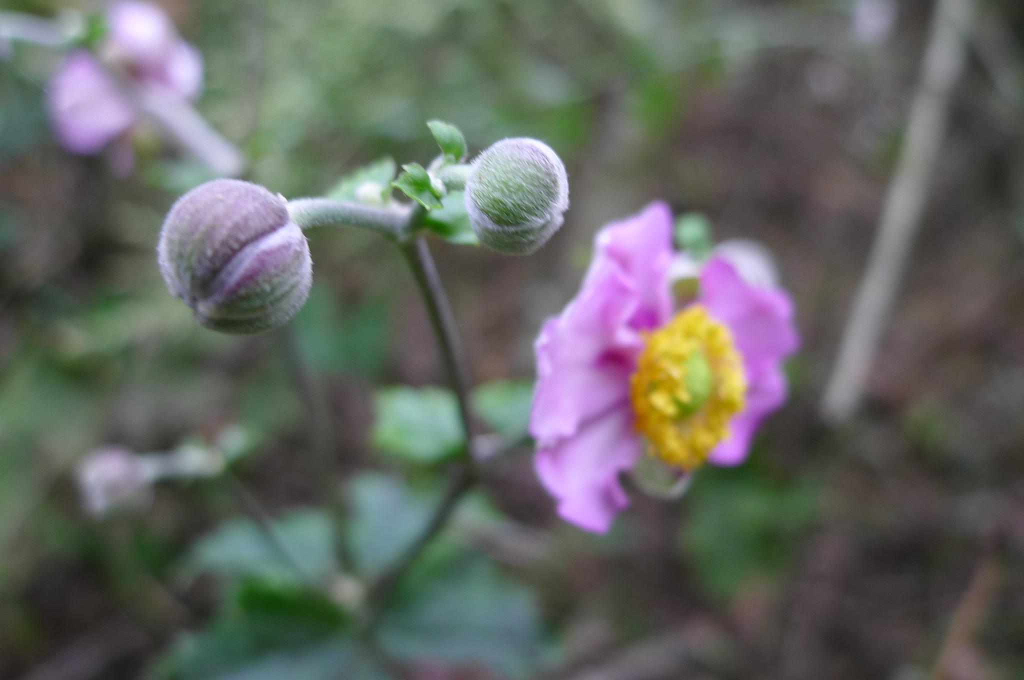 野棉花的功效与作用（一起来了解什么是野棉花）