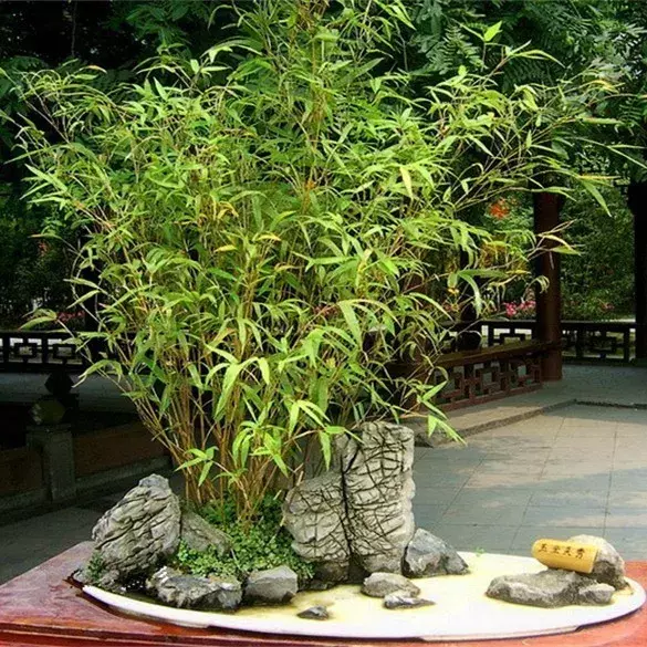 家里养盆小竹子，节节高升，寓意好，好养又耐欣赏