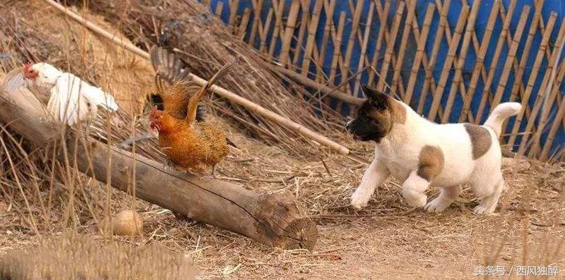 属鸡和属狗的人结婚 真的会鸡犬不宁吗?