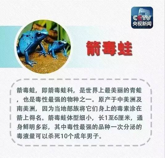 蓝环章鱼多少钱一只（剧毒蓝环章鱼网上热销）