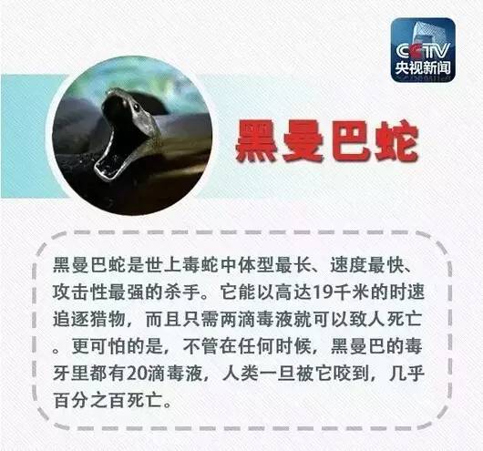 蓝环章鱼多少钱一只（剧毒蓝环章鱼网上热销）