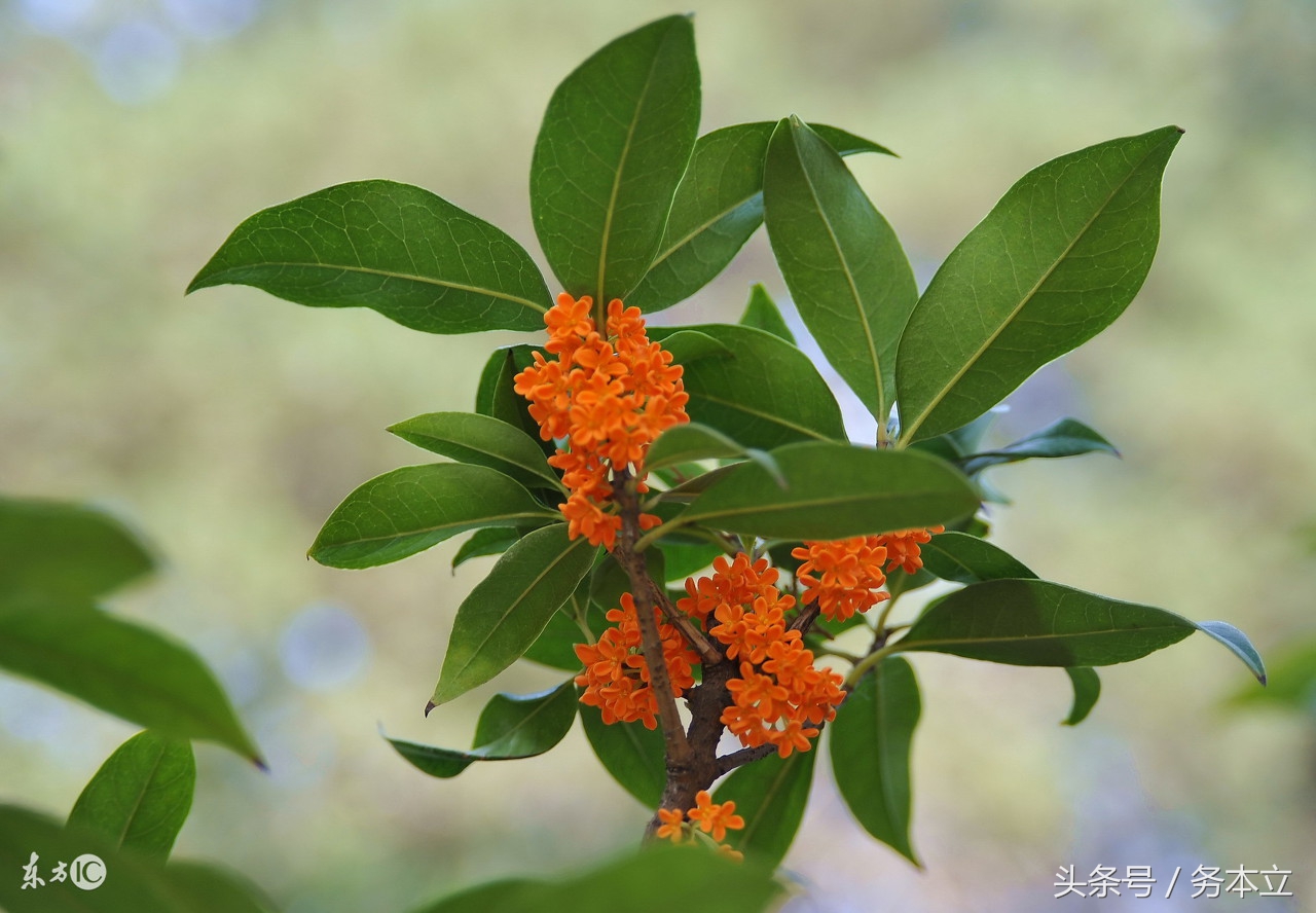家庭养花——桂花(金桂)