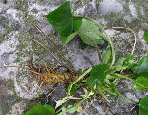老家一种植物,根长得最丑,治疗风湿却有奇效,多数人不知