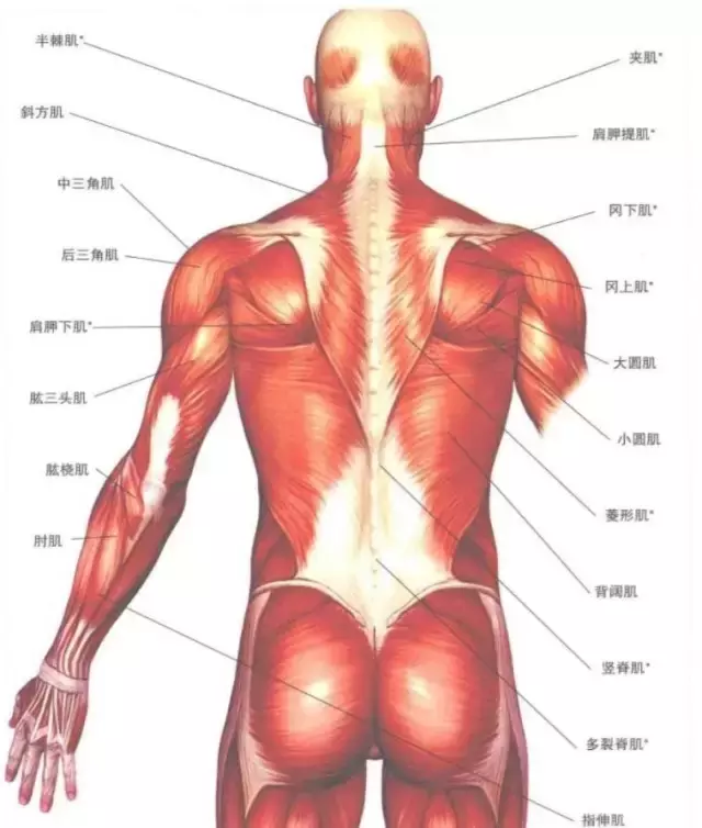 人体图