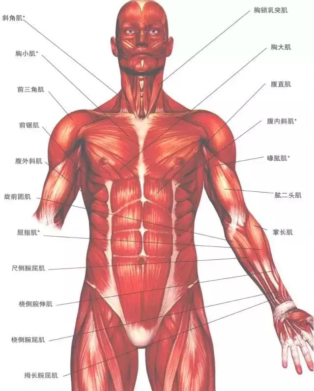 人体肌肉图