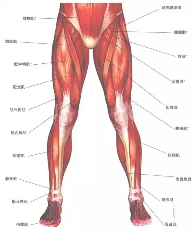 人体肌肉图解