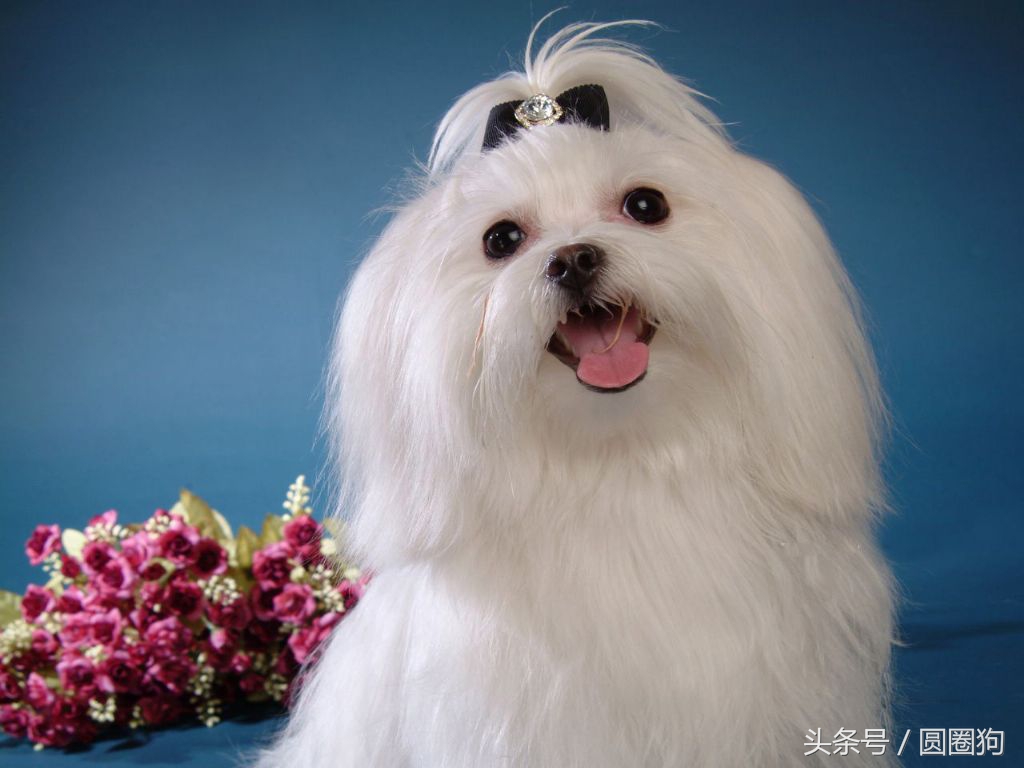 世界名犬——马尔济斯犬(马尔他犬)玩具犬类