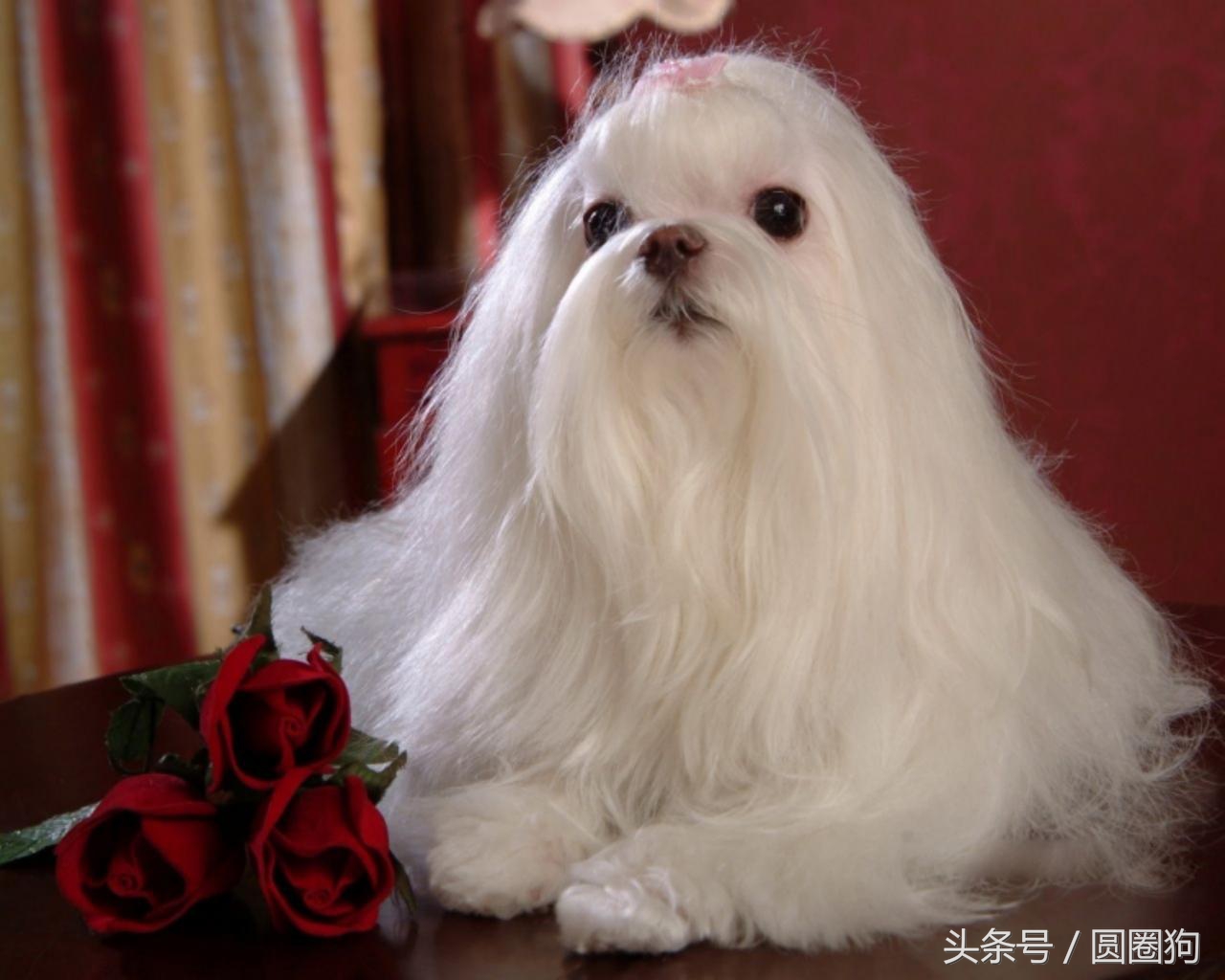 世界名犬——马尔济斯犬(马尔他犬)玩具犬类