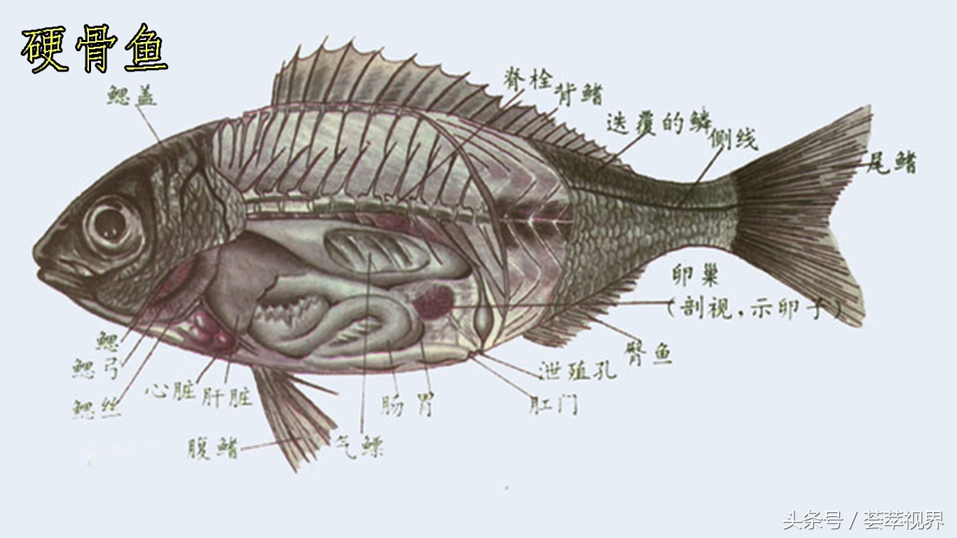 鱼的部位分解图高清图片