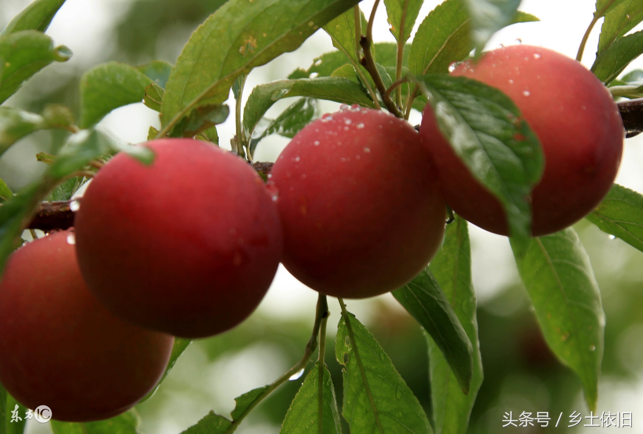 李子的种植方法，简单易成活，它还是一种健康的超级水果