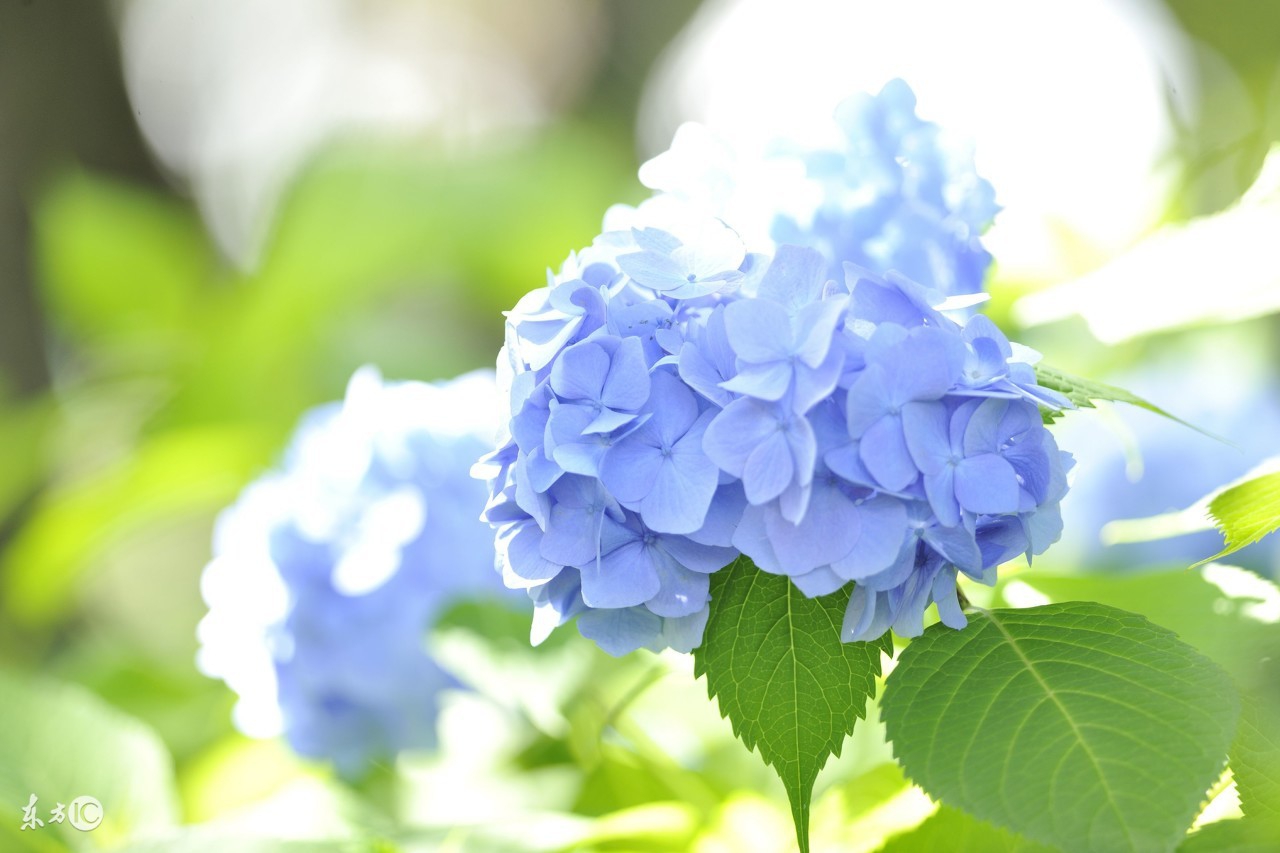 揭密狮子座冷淡一个人的3个徵兆！你也中枪了！