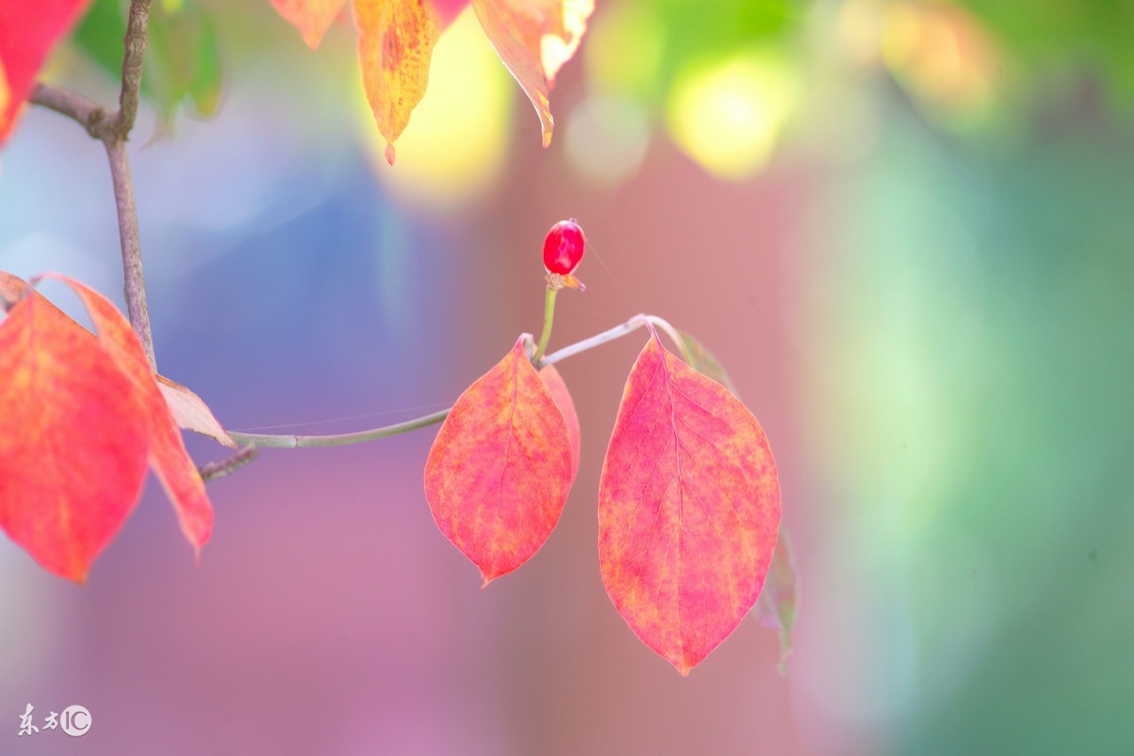 揭密狮子座冷淡一个人的3个徵兆！你也中枪了！