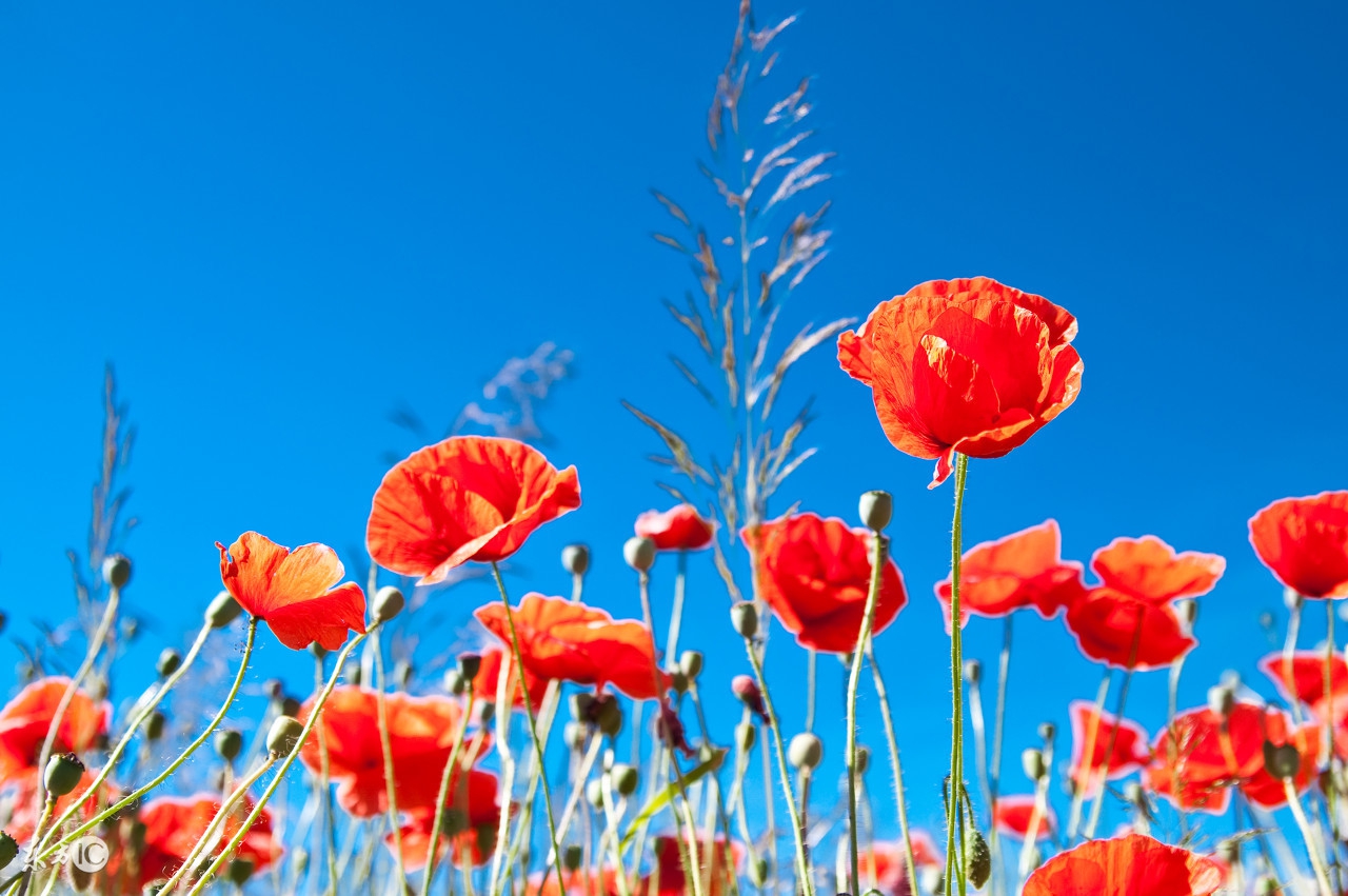 揭密狮子座冷淡一个人的3个徵兆！你也中枪了！