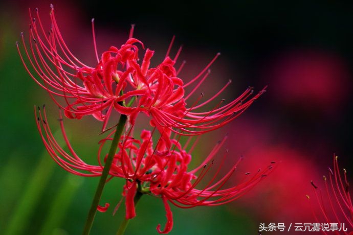 白色彼岸花綻放於天堂,紅色的彼岸花又稱曼珠沙華,《法華經》中的四華