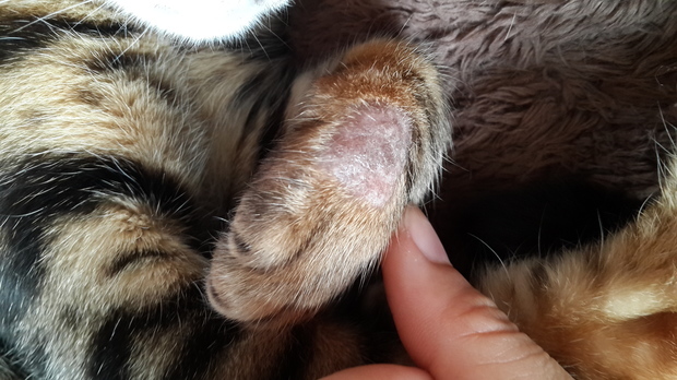 猫癣的主要症状表现为圆形,椭圆形的脱毛.