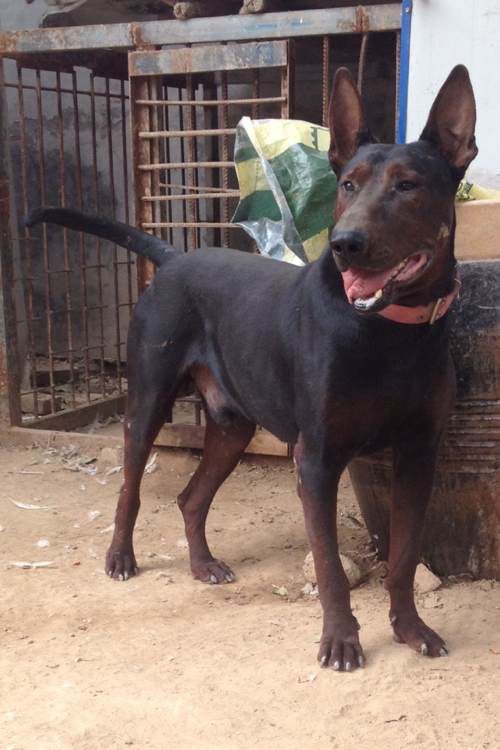 犬,杜宾犬,马犬,德牧,卡斯罗,罗威纳,比特,黑狼犬可以点击下方关注