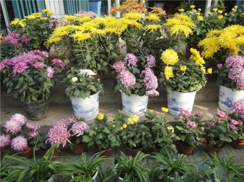 什么季节菊花开(知识科普关于菊花的开花期)