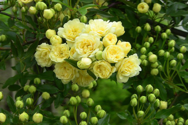 木香花和蔷薇花的区别（详解木香花和蔷薇花的区别与用途）