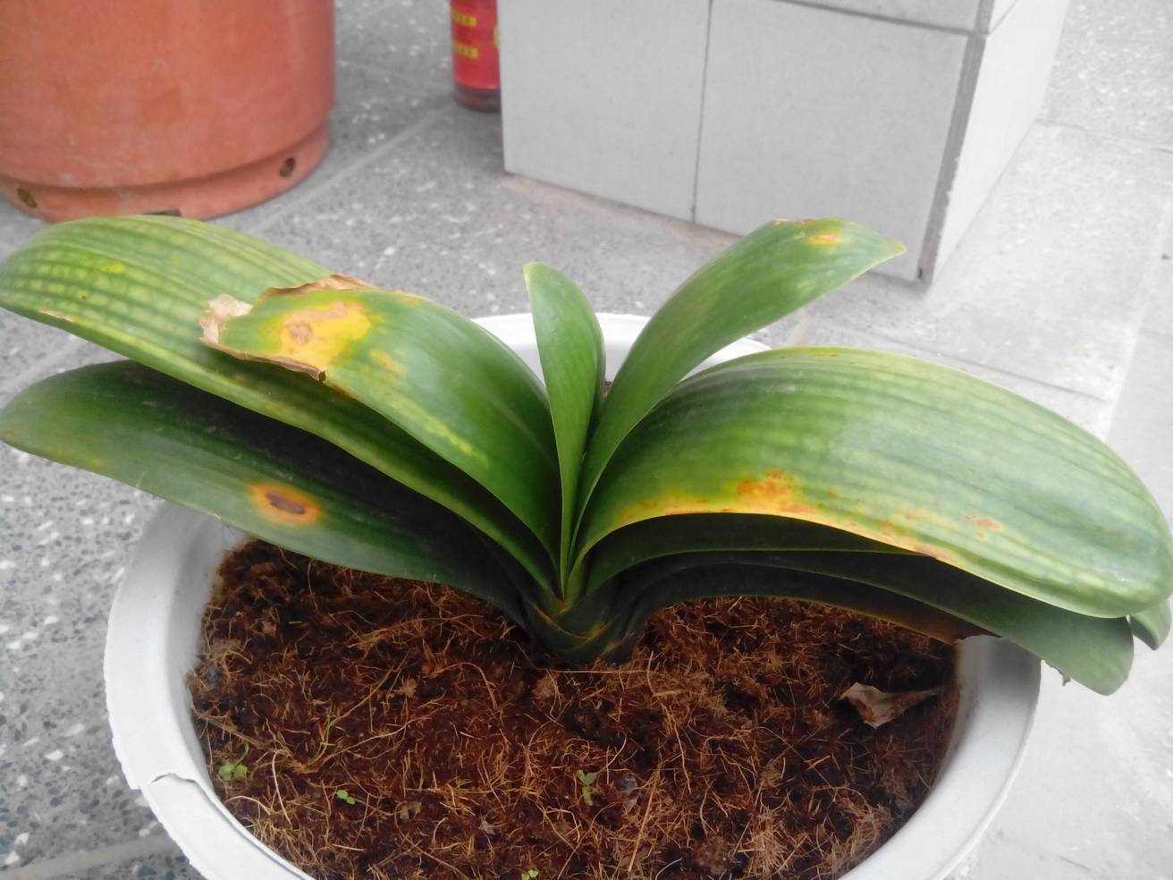绿萝就是死不了，你到底是怎么养的？