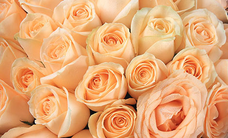 保加利亚国花香槟玫瑰,66朵香槟玫瑰求婚代表什么意思?_达一风水网