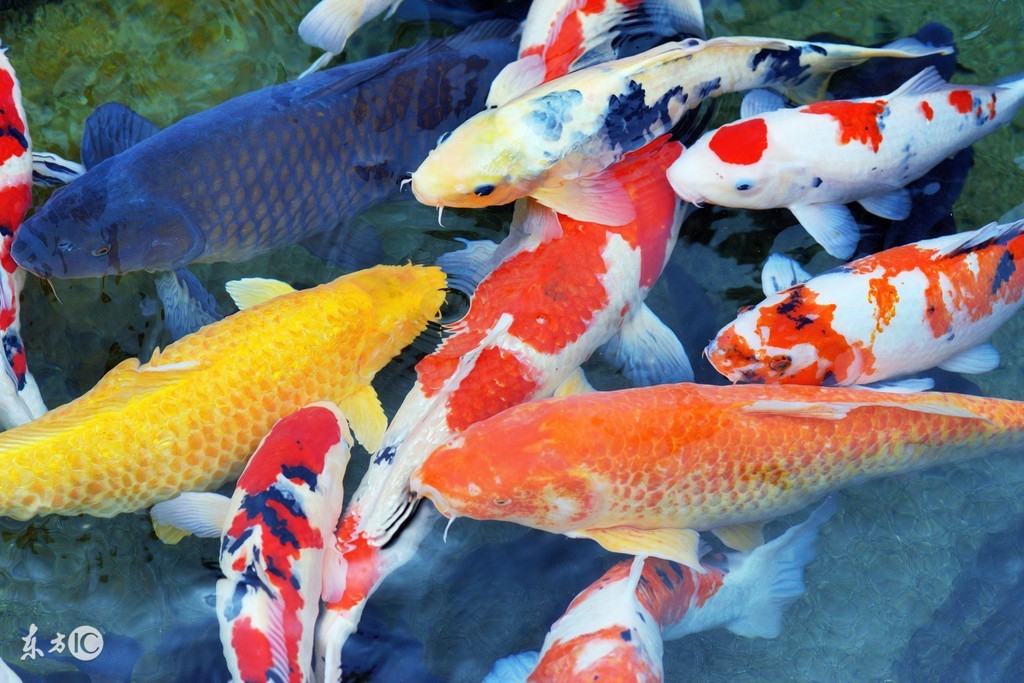 錦鯉魚常見病,錦鯉魚常見病治療方法