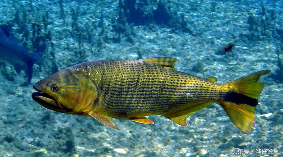 五家族——河虎被当做宠物的河虎有三种:红尾河虎,黑尾河虎和黄金河虎