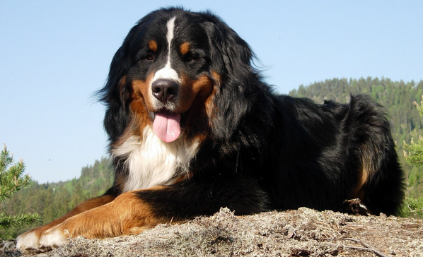 伯恩山犬的各项特征标准伯恩山犬的标准身高体重 天天看点