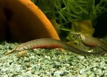 海龍魚,海龍魚圖片