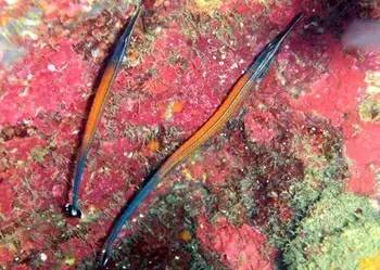 海龍魚,海龍魚圖片