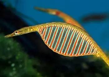 海龍魚,海龍魚圖片