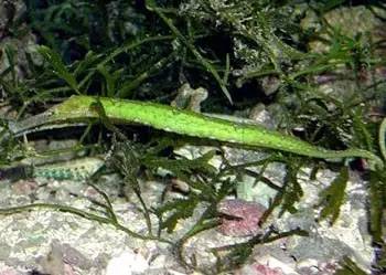 海龍魚,海龍魚圖片